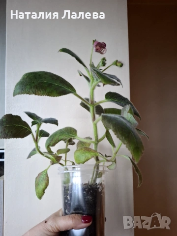 Колерия Марта, Kohleria Ni`s Marta, снимка 4 - Стайни растения - 53591514