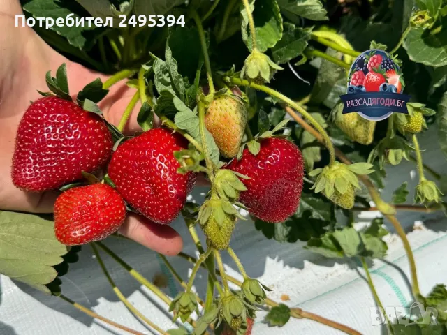 Prodavam koreni celogodishni qgodi Nov sort Maradeboi, снимка 5 - Разсади - 47804686