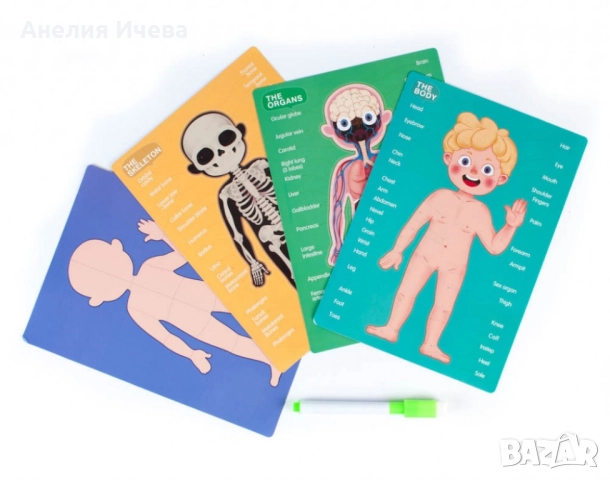 Магнитна дъска с човешкото тяло , снимка 6 - Образователни игри - 52013972