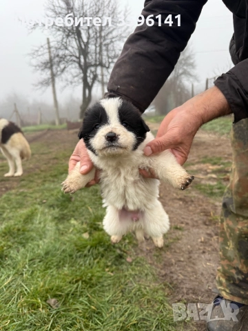 Каракачанки с.Агатово, снимка 5 - Каракачанска овчарка - 52885341