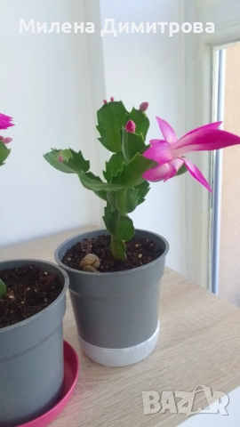 Шлумбергера ( Коледниче), снимка 6 - Стайни растения - 52262702