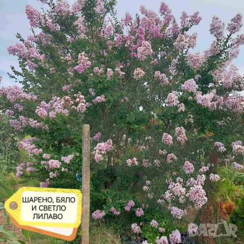 Продавам Индийски Люляк / Lagerstroemia Indica, снимка 6 - Други - 51319137
