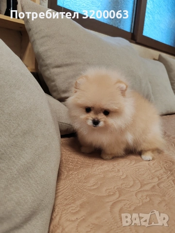 Померанчета мини женски , снимка 8 - Померан - 53249300