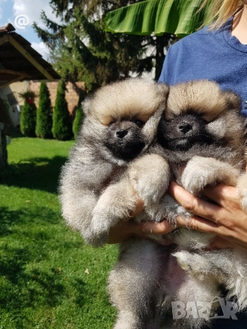 Померан померанчета свободни!, снимка 12 - Померан - 51699800