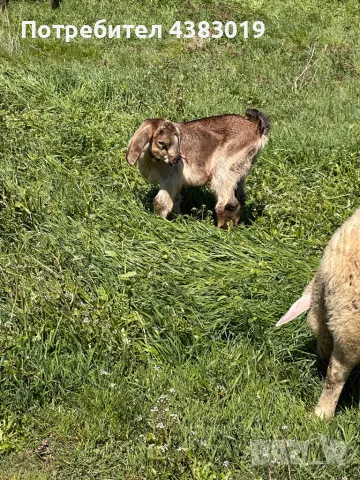 Англонобийско мъжко яре , снимка 1