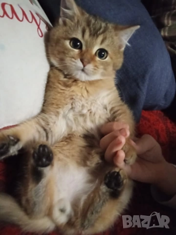 Британско котенце, коте цвят агути, британска котка , снимка 2 - Британска късокосместа - 52563779