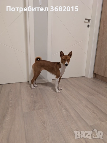 Продавам куче порода Басенджи, снимка 7 - Други - 52909659