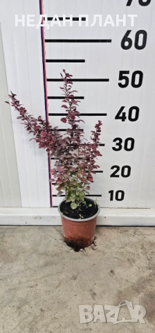 Берберис Атропурпуреа, снимка 3 - Градински цветя и растения - 51983356