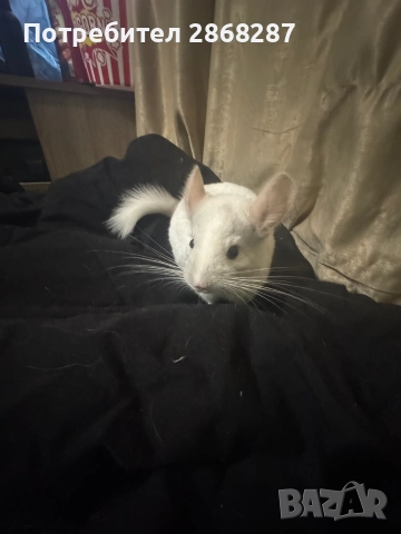 чинчила, снимка 3 - Чинчили - 52803015