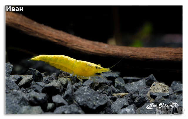 Аквариумни скариди - оранжеви /Orange Pumpkin Sakura/, снимка 6 - Други - 36537794