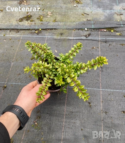 Лоницера , снимка 3 - Градински цветя и растения - 53457093