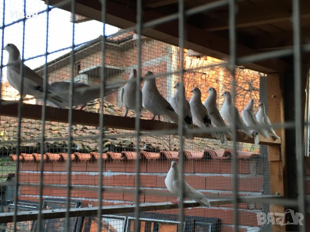 Закъртени Гълъби ., снимка 7 - Гълъби - 27292114