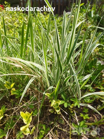 Декоративна пъстра трева Фаларис (Phalaris picta) за Вашата красива градина, снимка 4 - Градински цветя и растения - 29201960