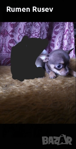 Продавам Чихуахуа женско , снимка 3 - Чихуахуа - 52933508