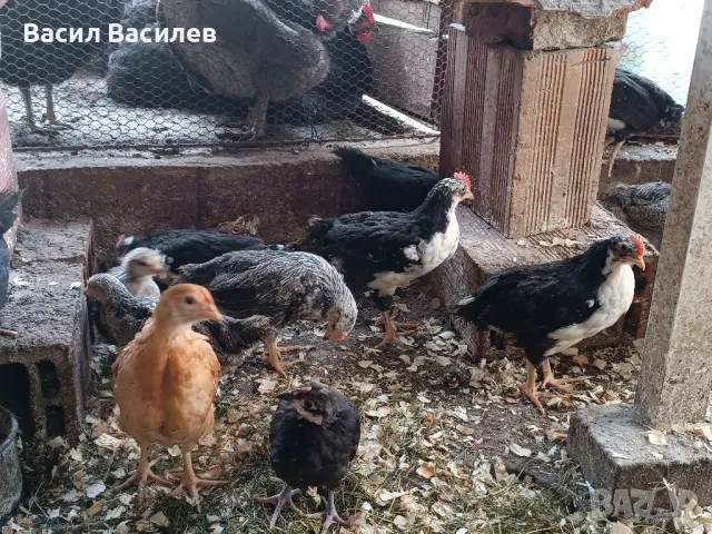 Продавам пилета , снимка 3 - Кокошки и пуйки - 49970642