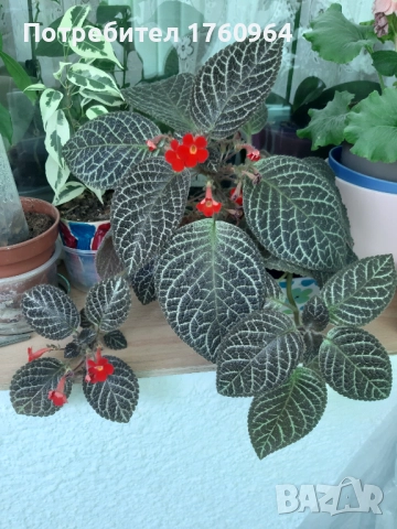 Червена Еписция,, снимка 6 - Стайни растения - 28274406