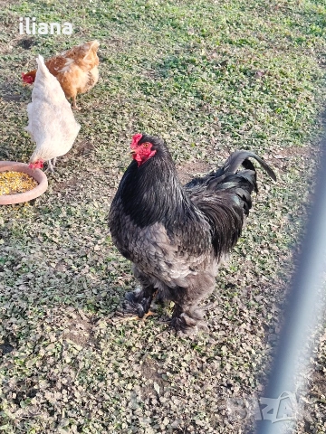 Продавам петел Брама, снимка 5 - Кокошки и пуйки - 53301702