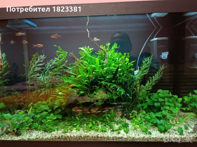 Напълно оборудван и работещ аквариум , снимка 13 - Аквариуми - 49185034