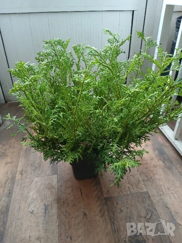 Туя Харвест муун, снимка 1