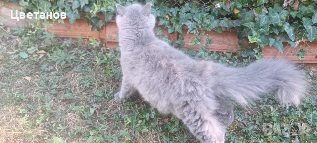 Британска дългокосместа , снимка 3 - Други животни - 51527217