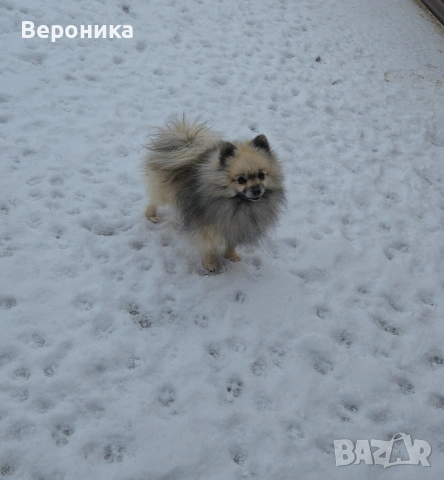 померан момче, снимка 5 - Померан - 53224266