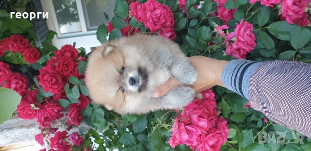 Померан, снимка 7 - Померан - 33251343