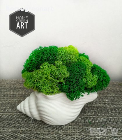 Малки керамични кашпи Раковина със скандинавски мъх, снимка 6 - Декорация за дома - 36512001