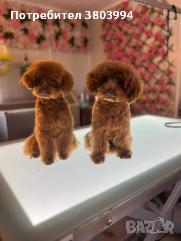 Много дребно Той пуделче момиченце на 6 месеца. 