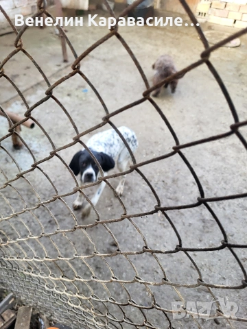 продавам женски пойнтер