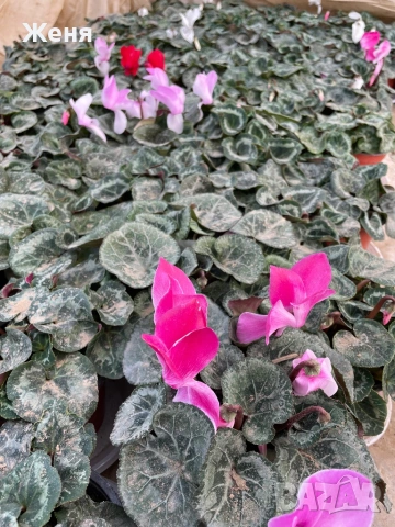 Уникална циклама ТОП !!!, снимка 4 - Градински цветя и растения - 53357012