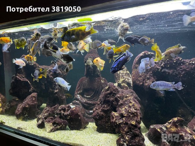 Малави кралство, снимка 5 - Аквариуми - 44116985