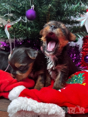 Мини йоркширски териер 