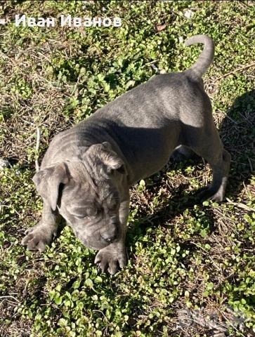 Кане Корсо Сиви, снимка 3 - Кане корсо - 53123551