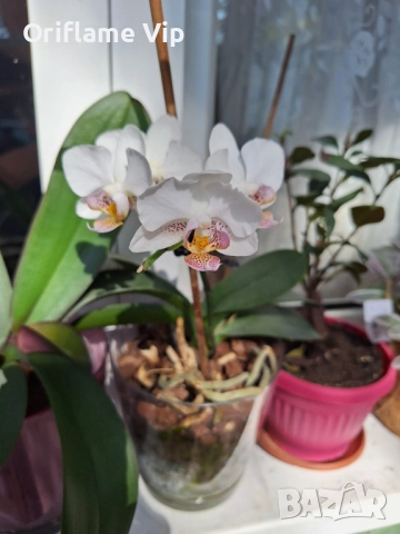 Орхидея ароматна