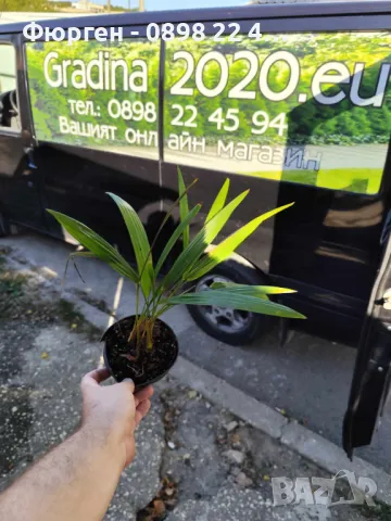 Палма Трахикарпус Студоустойчивост до -18, снимка 5 - Разсади - 46859018