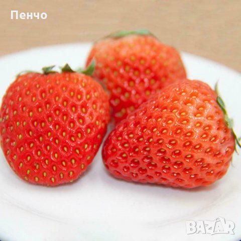 100 гигантски ягодови семена от плод ягода ягоди органични плодови ягодови семена от вкусни ягоди от, снимка 12 - Сортови семена и луковици - 27610133