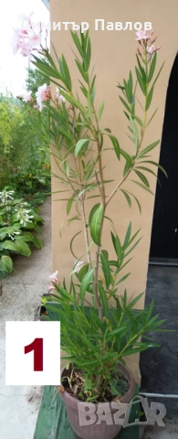 Зокуми,Олеандри,Лян, снимка 2 - Градински цветя и растения - 51546447