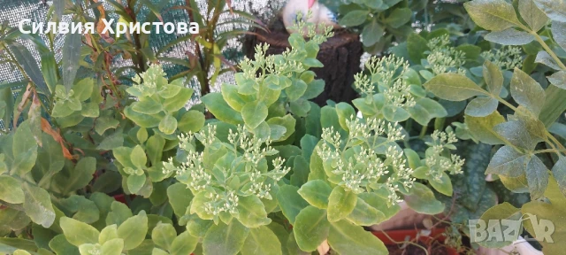 Продавам големи разстения Дебела Мара 