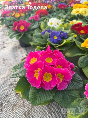 Зюмбюл, иглика, карамфил и др., снимка 10 - Градински цветя и растения - 53506898