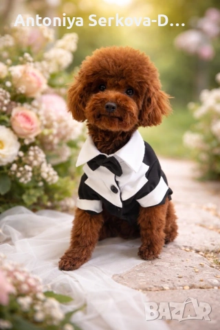 Пудел Мини/Poodle Mini, снимка 3 - Пудели - 52096149