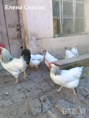 Оплодени яйца от светъл съсекс, голошийки и качулати , снимка 12 - Кокошки и пуйки - 52790436