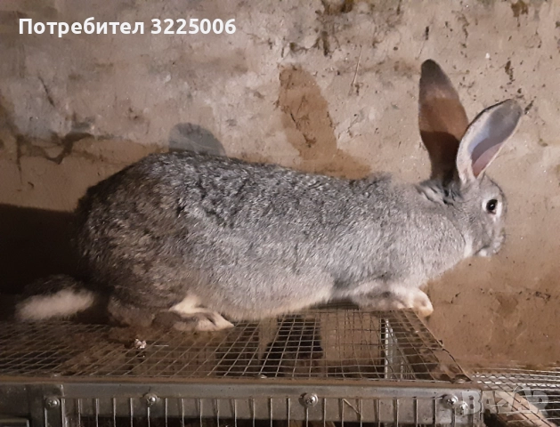 Домашни зайци