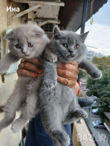 шотландски котки, снимка 4 - Други - 51869275