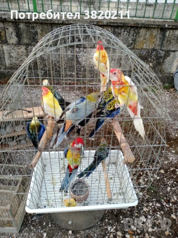 Продавам розели, снимка 4 - Папагали - 51160586