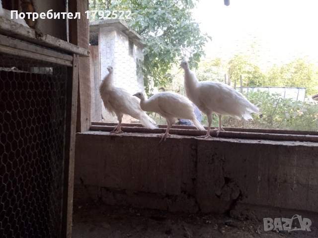 Бели пауни 2025 , снимка 2 - други­ - 51894135