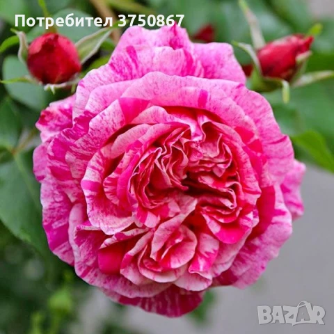 🌹 РОЗА 🌹INES SASTRE® Meiteratol