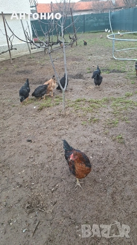 Ярки и петлета селски 