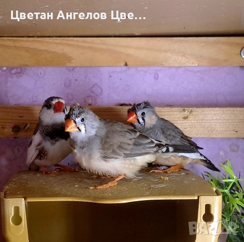 продавам зеброви амадини , снимка 5 - Амадини - 51648061