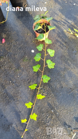 Обикновен бръшлян (hedera helix), студоустойчив, снимка 15 - Градински цветя и растения - 48092539