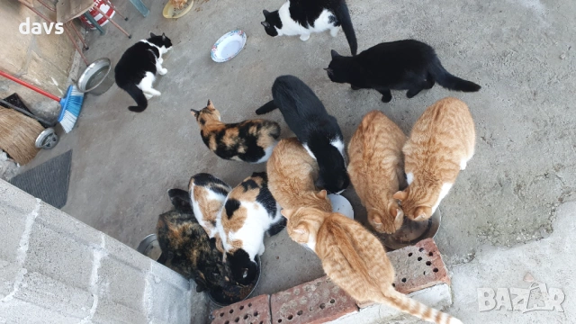 Черна котка на 6 месеца търси дом, снимка 11 - Други - 53116660